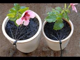Pot Stream